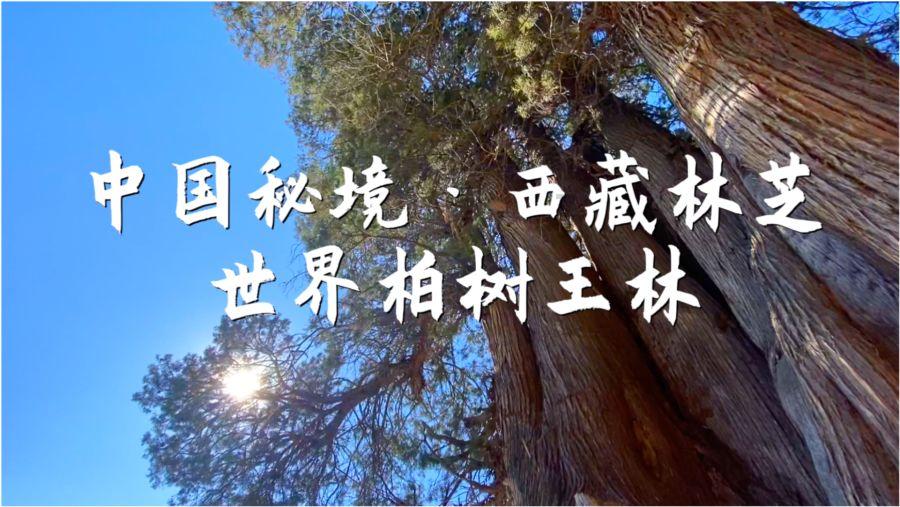 球球大作战下载最新版